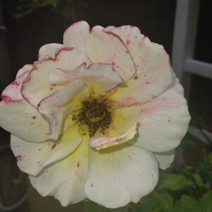 💕🦋🏵️IMPORTANT READ ME!!!🏵️🦋💕